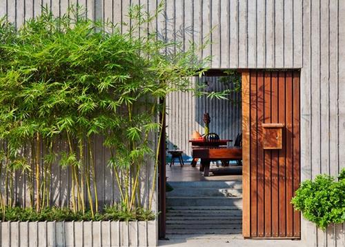 Cây tre trúc cảnh không nên mua buổi tối Cay tre truc canh khong nen mua buoi toi