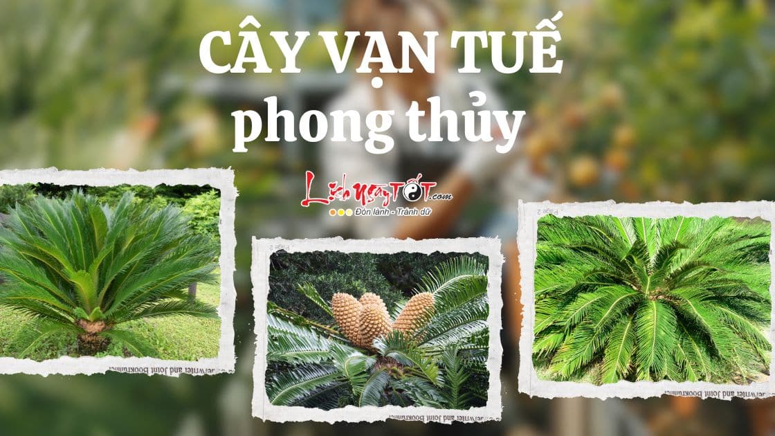 Cây vạn tuế phong thủy: Biểu tượng cho sức sống mạnh mẽ, sự trường thọ