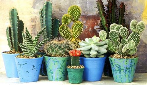 Cây xương rồng không nên trồng trong nhà Cay xuong rong khong nen trong trong nha