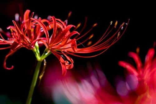 Hoa bỉ ngạn Hoa bi ngan