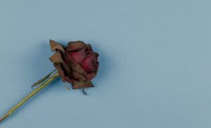 Mơ thấy hoa hồng bị khô là điềm gì?