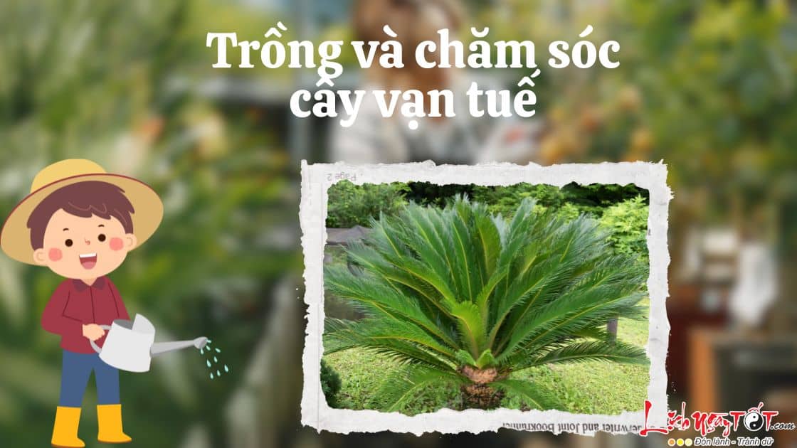Trồng và chăm sóc Cây vạn tuế phong thủy Trong va cham soc Cay van tue phong thuy